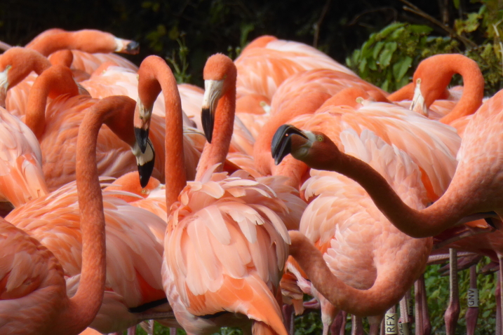 Wetland habits for wetland birds